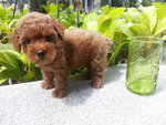 Tiny Toy Poodle Girl Super Red  - Poodle Dog