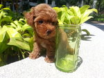 Tiny Toy Poodle Girl Super Red  - Poodle Dog