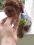 Tiny Toy Poodle Girl Super Red  - Poodle Dog