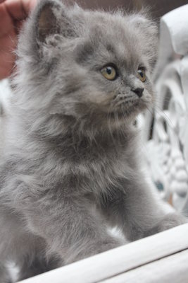 Baby Cool - Persian Cat