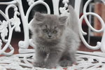 Baby Cool - Persian Cat