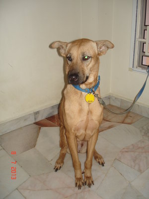 Sugar - Labrador Retriever Mix Dog