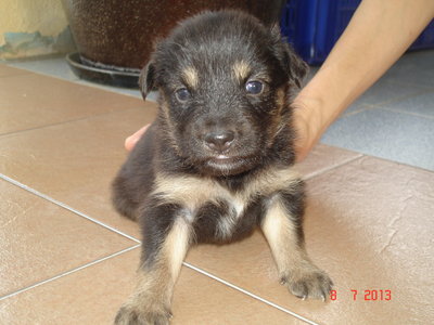 Harry - Siberian Husky + Rottweiler Dog