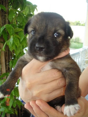 Sharpie - Siberian Husky + Rottweiler Dog