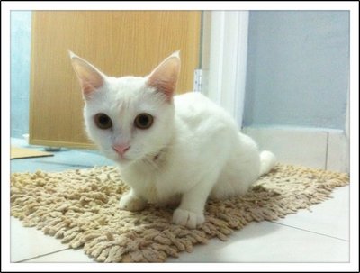 Miss A - Domestic Short Hair Cat