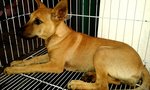 Ms Jane Doe - (Spayed &amp; Vaccinated) - Mixed Breed Dog