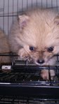 Teddy Bear Cream Pomeranian  - Pomeranian Dog