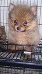 Teddy Bear Cream Pomeranian  - Pomeranian Dog