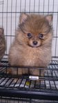 Teddy Bear Cream Pomeranian  - Pomeranian Dog