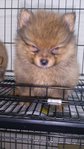 Teddy Bear Cream Pomeranian  - Pomeranian Dog