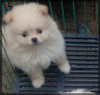 Teddy Bear Cream Pomeranian  - Pomeranian Dog