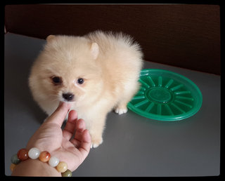 Teddy Bear Cream Pomeranian  - Pomeranian Dog