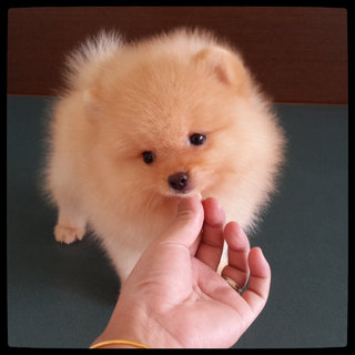 Teddy Bear Cream Pomeranian  - Pomeranian Dog