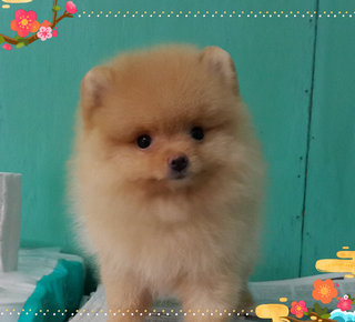 Teddy Bear Cream Pomeranian  - Pomeranian Dog