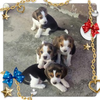 Beagle  - Beagle Dog