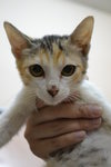 Thumbelina - Domestic Short Hair Cat