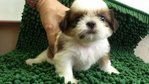 Shih Tzu - Shih Tzu Dog