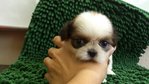 Shih Tzu - Shih Tzu Dog