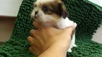 Shih Tzu - Shih Tzu Dog