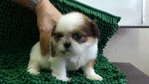 Shih Tzu - Shih Tzu Dog