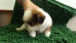 Shih Tzu - Shih Tzu Dog