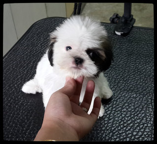 Shih Tzu - Shih Tzu Dog