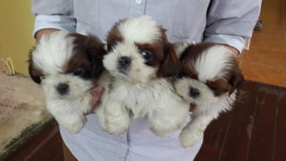 Shih Tzu - Shih Tzu Dog