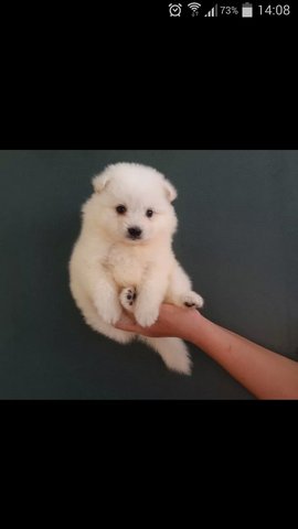 Pure White Japanese Spitz  - Spitz Dog