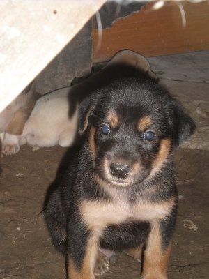 7 Cute Puppies - Mixed Breed Dog