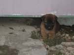 female puppy