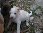 7 Cute Puppies - Mixed Breed Dog