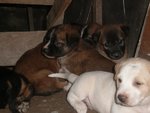 7 Cute Puppies - Mixed Breed Dog