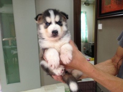 Black And White Siberian Husky Long - Siberian Husky Dog