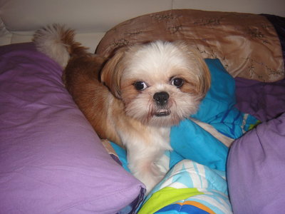 Anson - Shih Tzu Dog