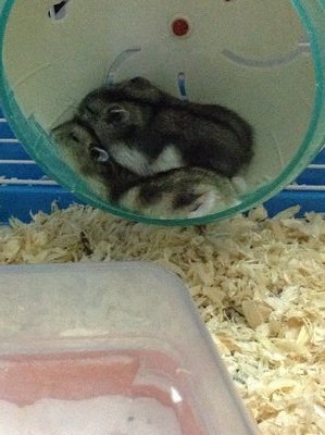 Winter White Hamsters - Short Dwarf Hamster Hamster