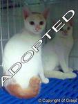 PF4634 - Domestic Short Hair Cat