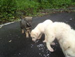 Lovely Puppies - Mixed Breed Dog