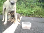 Lovely Puppies - Mixed Breed Dog