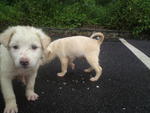 Lovely Puppies - Mixed Breed Dog