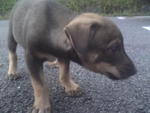 Lovely Puppies - Mixed Breed Dog