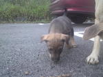 Lovely Puppies - Mixed Breed Dog