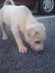 Lovely Puppies - Mixed Breed Dog