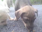 Lovely Puppies - Mixed Breed Dog