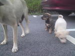 Lovely Puppies - Mixed Breed Dog