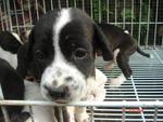 Dalmation Mix Puppies - Dalmatian Mix Dog