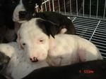 Dalmation Mix Puppies - Dalmatian Mix Dog