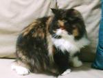 Lady Salsa - Persian Cat