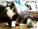 Lady Salsa - Persian Cat