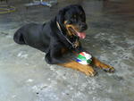 Boy Loo - Rottweiler Dog