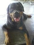 Boy Loo - Rottweiler Dog